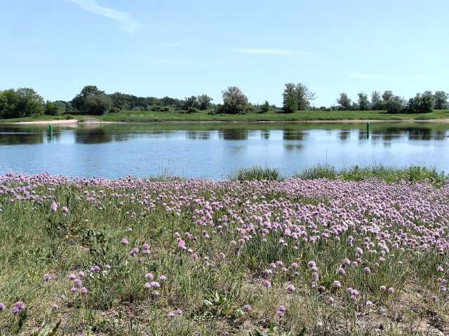 Elbufer in der Altmark