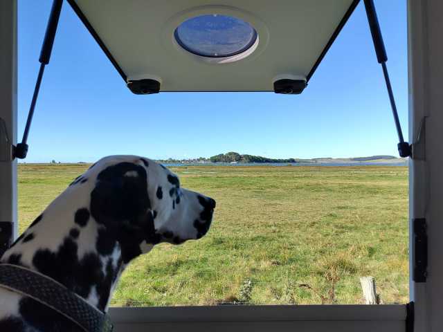 #Dalmatiner Willi guckt auf die sonnige Boddenlandschaft 