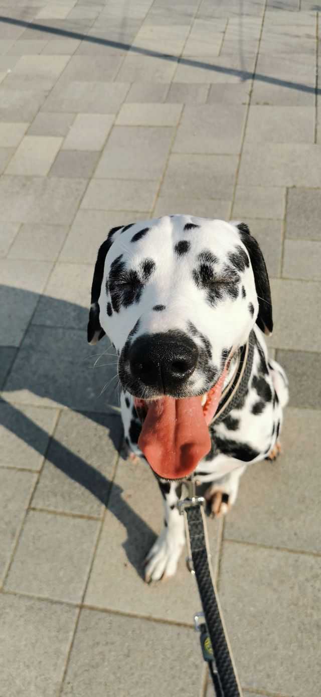 Dalmatiner Willi 