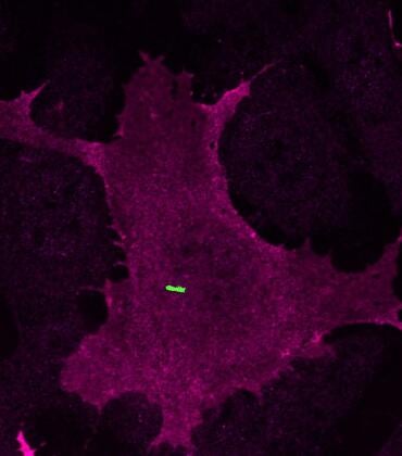 Cilium
