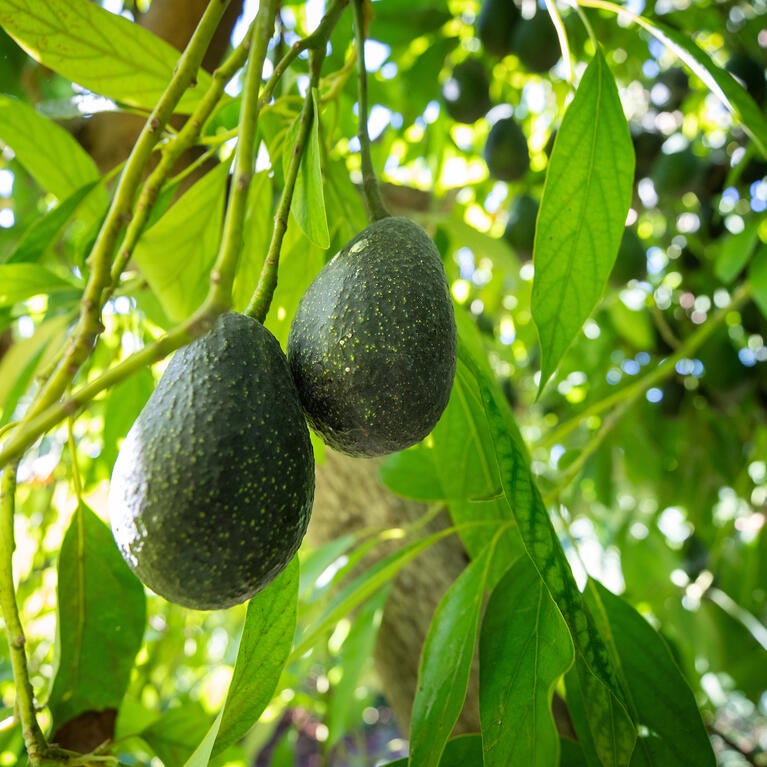 Luna avocados on the tree